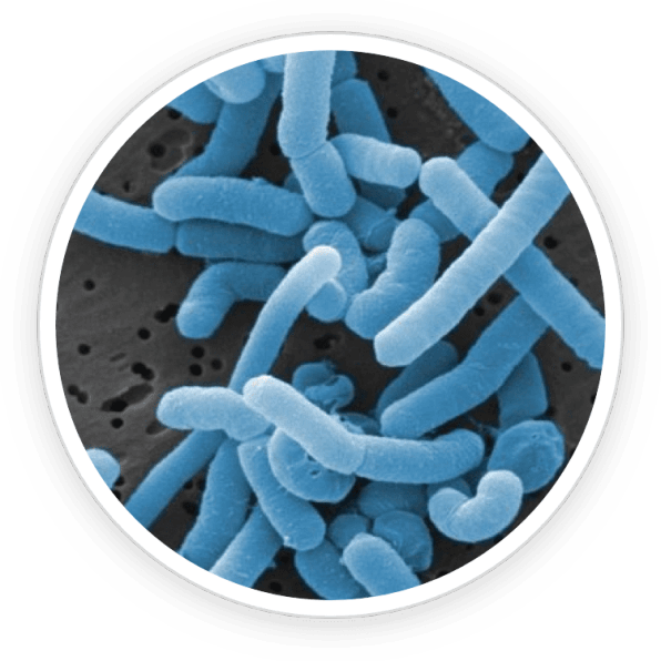 Lactobacillus Paracasei